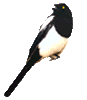 Magpie