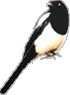 MAGPIE