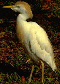 EGRET