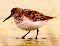 Sandpiper